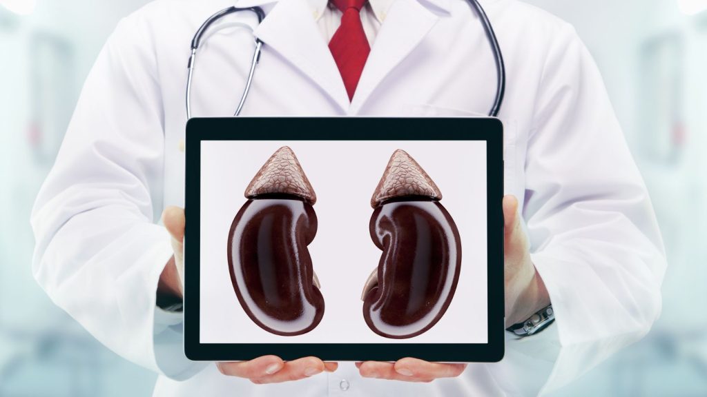 The kidneys are two bean-shaped organs