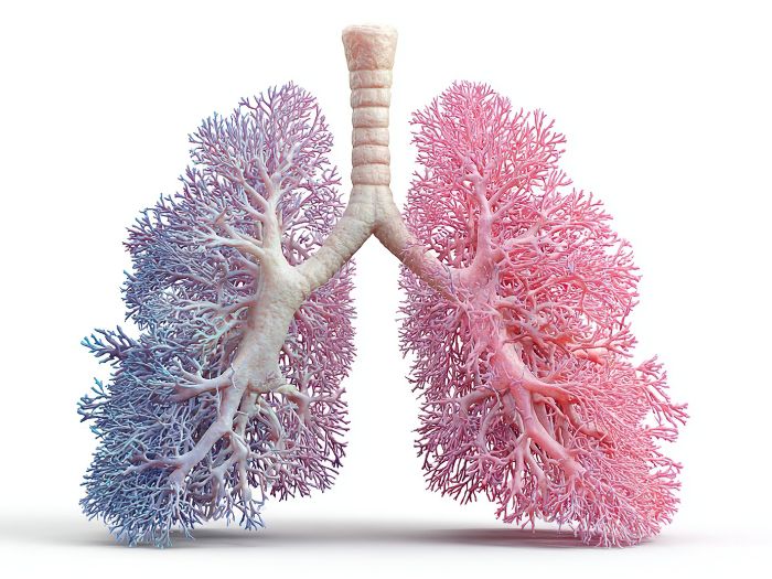 Lungs graphic